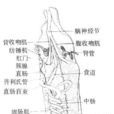 枝觸星蟲屬 枝觸星蟲屬