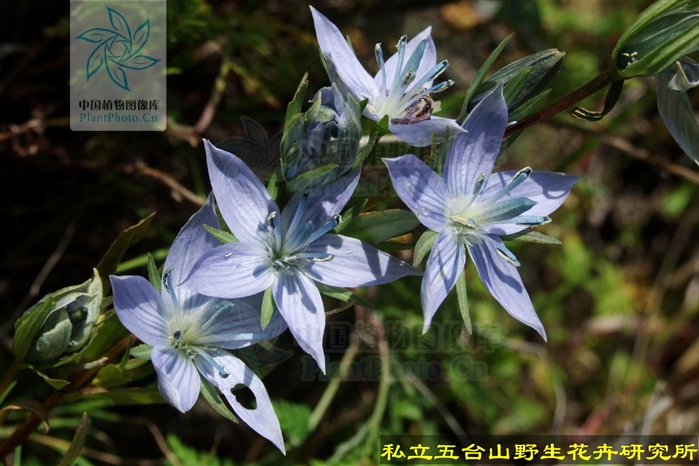 崗巴肋柱花 崗巴肋柱花