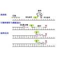 Taqman探針 Taqman探針