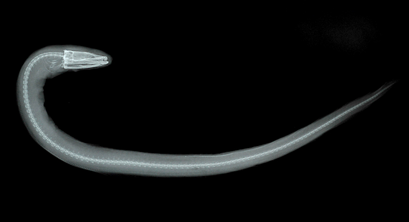 雙齒眶鼻鰻