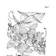 平滑菝葜 平滑菝葜