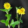 山蟛蜞菊 山蟛蜞菊