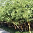 花孝順竹