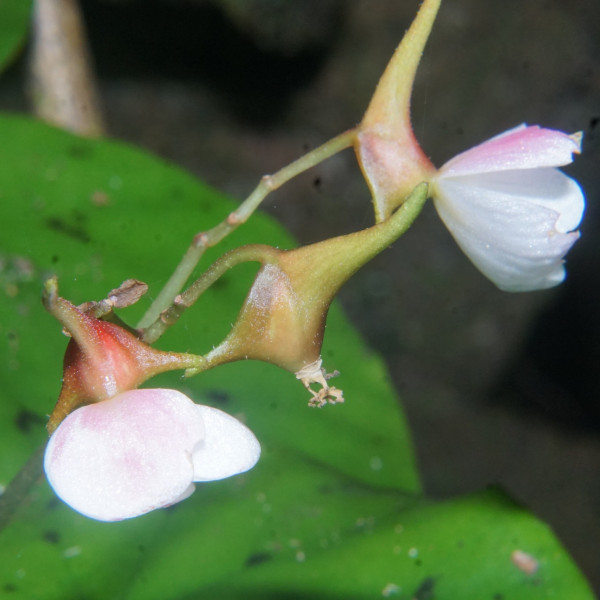 Begonia hondurensis
