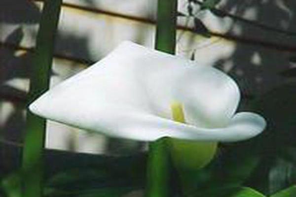 Zantedeschia aethiopica