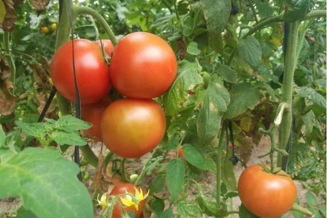 渝紅六號 渝紅六號
