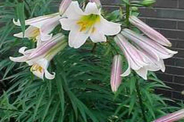 Lilium \x27American Classic Hybrids\x27