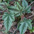 山煙筒子 山煙筒子