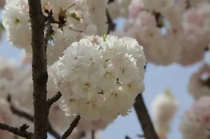 芳櫻 芳櫻
