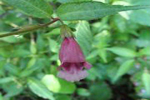 Chelonopsis yagiharana