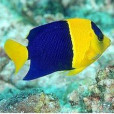 石美人魚