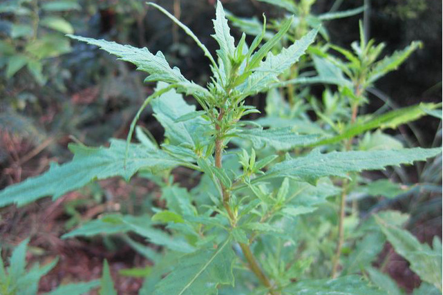 多裂熏倒牛 多裂熏倒牛