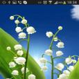 May Lilies HD live wallpaper May Lilies HD live wallpaper