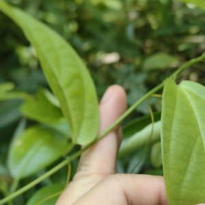 Zanonia indica