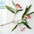 披針葉莢蒾 披針葉莢蒾