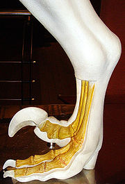 馳龍科的腳部構造模型