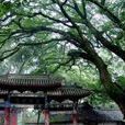 三台雲台觀 三台雲台觀