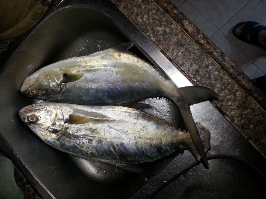 逆鉤鰺 逆鉤鰺