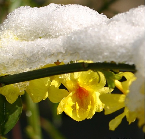 春雪所覆蓋下的花朵