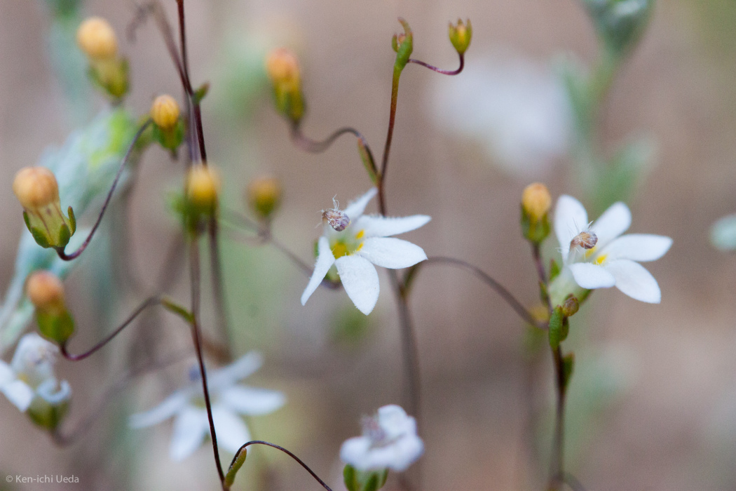Nemacladus secundiflorus Nemacladus secundiflorus