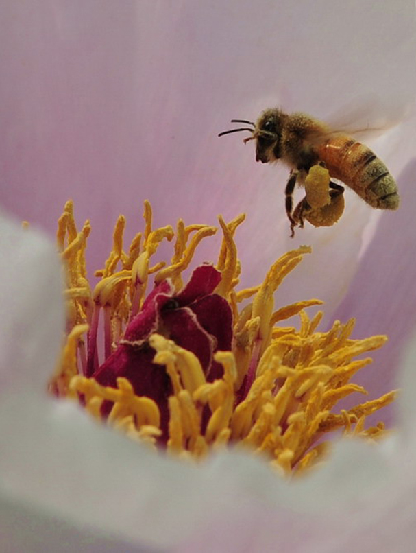 蜜蜂花粉筐