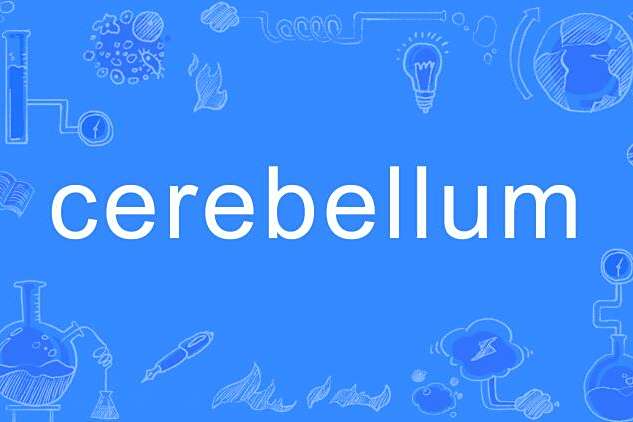 Cerebellum Cerebellum