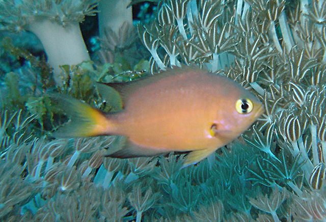 黑鰭光鰓魚 黑鰭光鰓魚