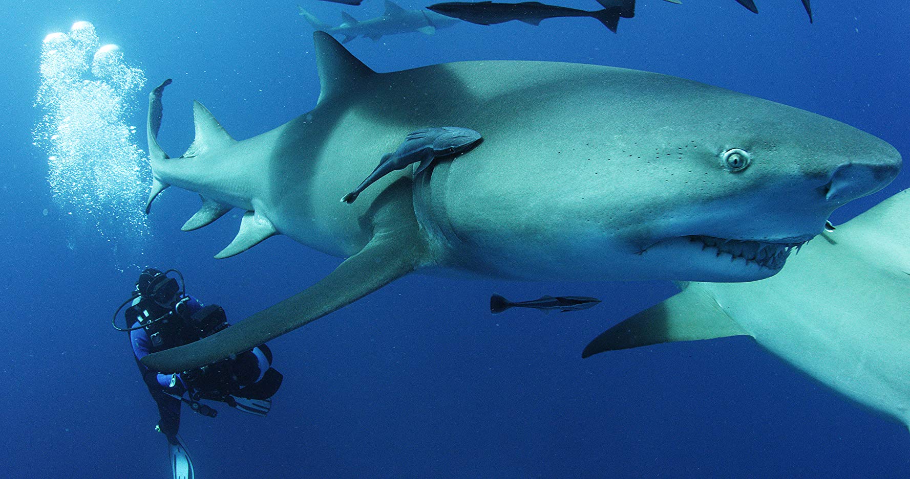 鯊魚海洋：滅絕