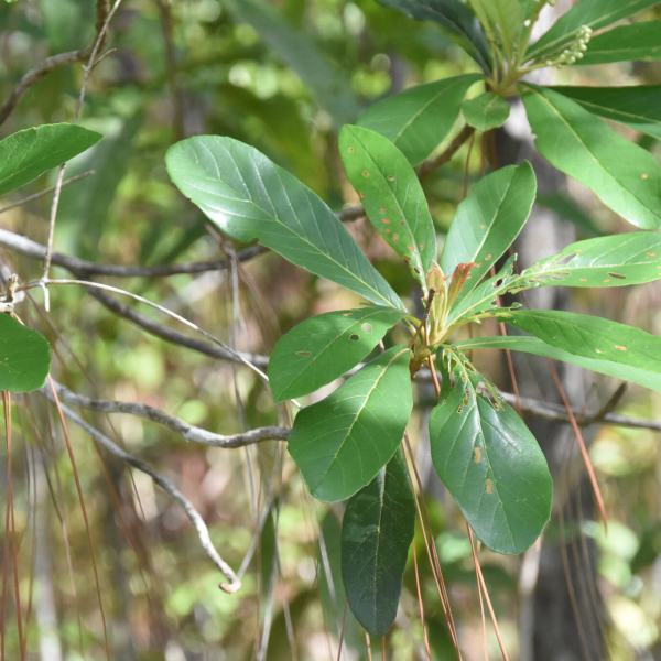 Clethra hondurensis