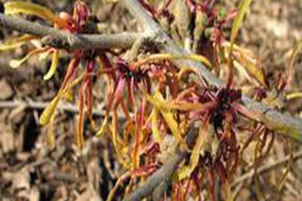 Hamamelis × intermedia \x27Robert\x27 Hamamelis × intermedia \x27Robert\x27