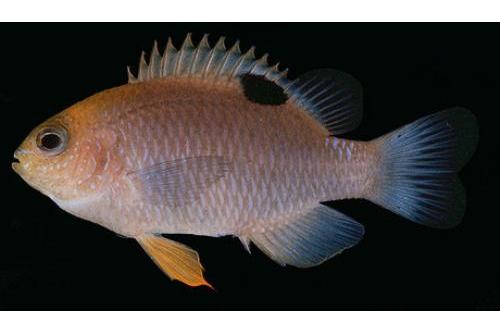 粉紅魔魚 粉紅魔魚
