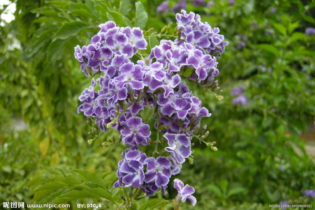 蕾絲金露花