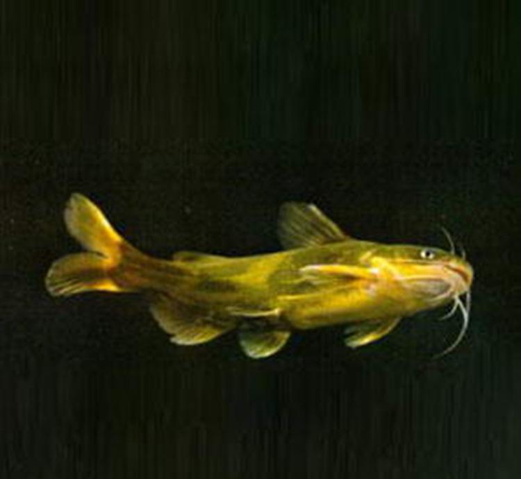 黃顙魚