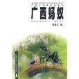 廣西螞蟻 廣西螞蟻