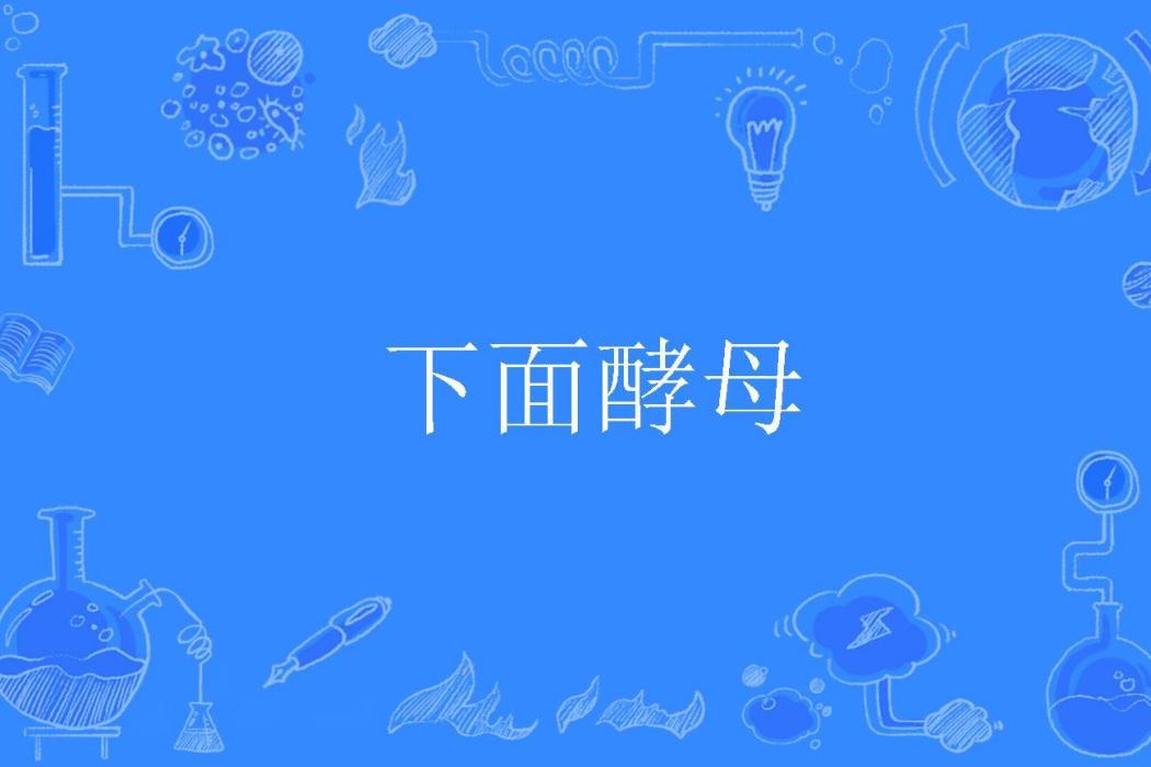 下面酵母 下面酵母