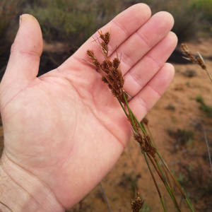 Thamnochortus bachmannii