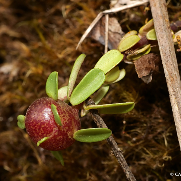 Peperomia leptophylla