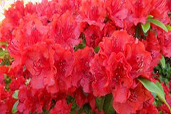 Rhododendron \x27Girard\x27s Hot Shot\x27 Rhododendron \x27Girard\x27s Hot Shot\x27