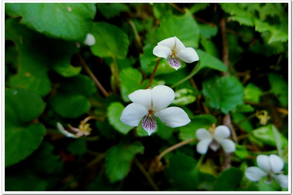 溪堇菜 溪堇菜