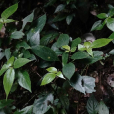 毛鳳仙花 毛鳳仙花