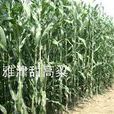 雅津甜高粱