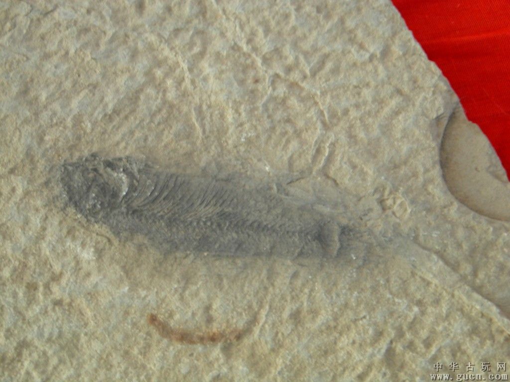 甲冑魚類化石