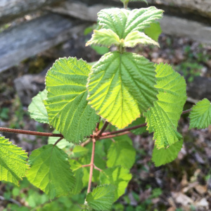 Viburnum dentatum