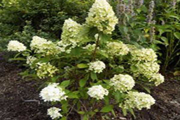 Hydrangea paniculata \x27SMHPMWMH\x27 CANDY APPLE Hydrangea paniculata \x27SMHPMWMH\x27 CANDY APPLE