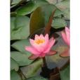 紅仙子(保健食品) 紅仙子(保健食品)