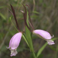 叉唇科雷蘭 叉唇科雷蘭