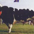 比利時蘭白花牛