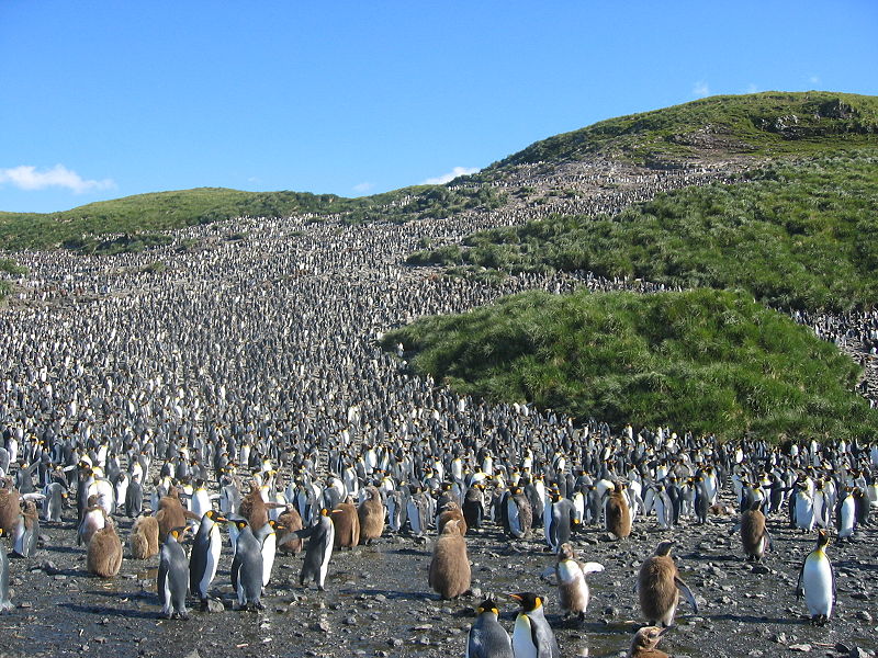 超過12000隻皇帝企鵝在索爾茲伯里平原