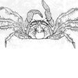 圓球股窗蟹 圓球股窗蟹