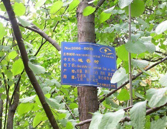 連香樹群體PQLH 連香樹群體PQLH